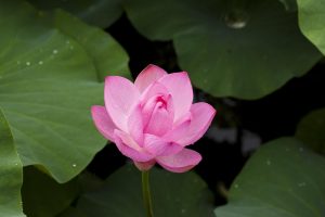 Real Money Lotus365 Login: Step-by-Step Guide for India (2027)